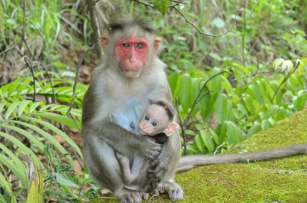 Macaco Protegendo Seu Bebê — Fotografia de Stock