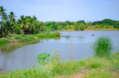 Netravathi Nehri 'nin Ullal, Mangalore, Hindistan' daki durgun suları.