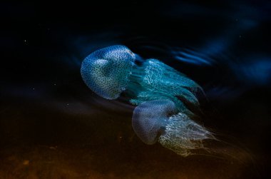 Hindistan, Mangalore, Mulki 'deki Shambhavi nehrinde flüoresan denizanası.