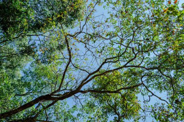 Güzel ağaç tepe örtüsü, mavi gökyüzünün arka planında.