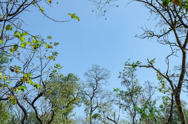 Güzel ağaç tepe örtüsü, mavi gökyüzünün arka planında.