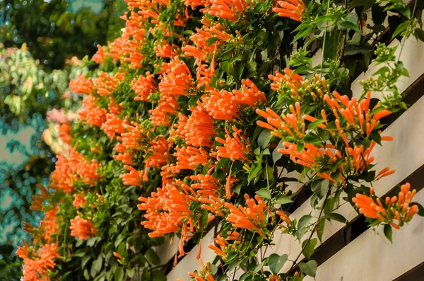 Red Pyrostegia Venusta flowers on a fence