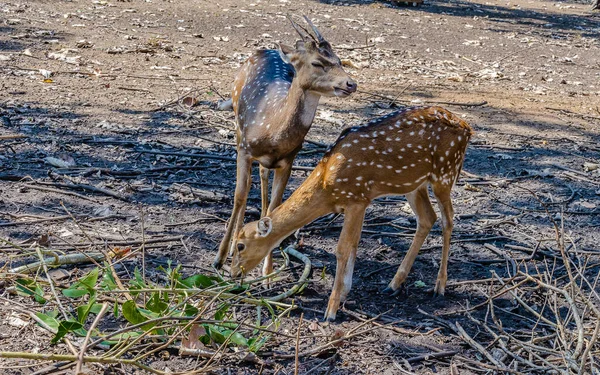 Cervi Nel Parco Forestale Nisargadhama Kushalnagar India — Foto Stock