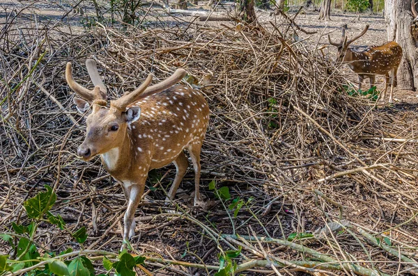 Ciervos Parque Forestal Nisargadhama Kushalnagar India — Foto de Stock