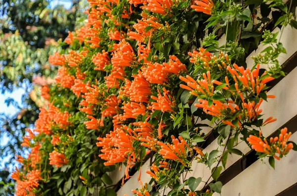 Piros Pyrostegia Venusta Virágok Kerítésen — Stock Fotó