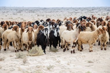 Katar 'daki Al Jubara çölünde koyun sürüsü