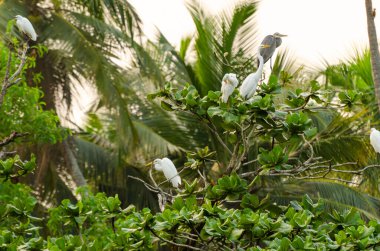 Göçmen kuşlar uçuşlarında kısa bir aradan sonra ağaçta dinleniyorlar.
