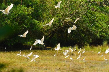 Göçmen kuşlar uçuşlarında kısa bir aradan sonra ağaçta dinleniyorlar.