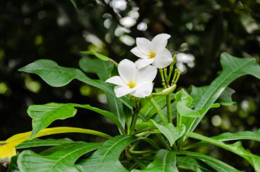 Gelin buketi (Plumeria pudica) çiçekleri