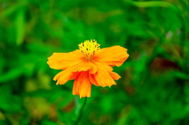Sülfür kozmos çiçeği olarak da bilinir. Kozmos sülfür.