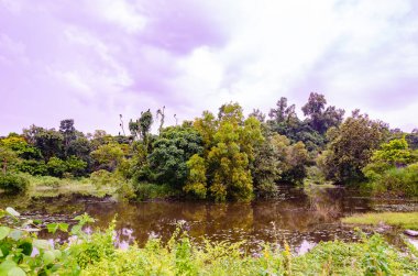 Manjal Paade, Mangalore, Hindistan 'daki gölde yansıma.