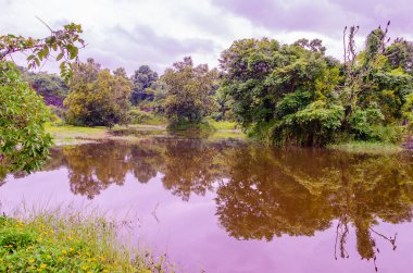 Manjal Paade, Mangalore, Hindistan 'daki gölde yansıma.