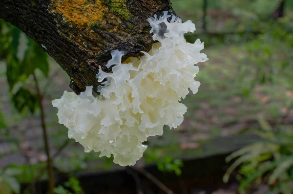 Snow fungus also known as silver ear, snow ear, white wood ear, and white jelly mushroom
