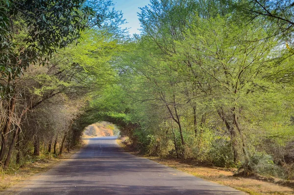 Una Strada Del Villaggio Con Baldacchino Bello Dell Albero Sul — Foto Stock