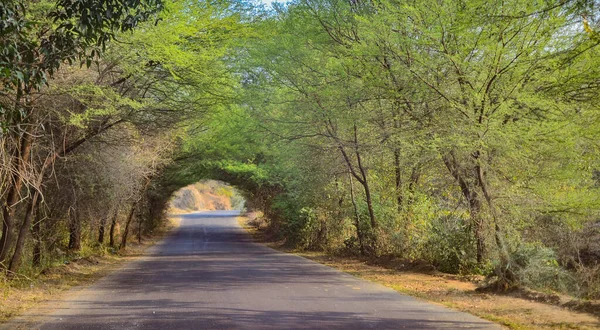 A village road with beautiful tree canopy  on way from Udaipur to Kumbalgarh Fort in Rajasthan, India