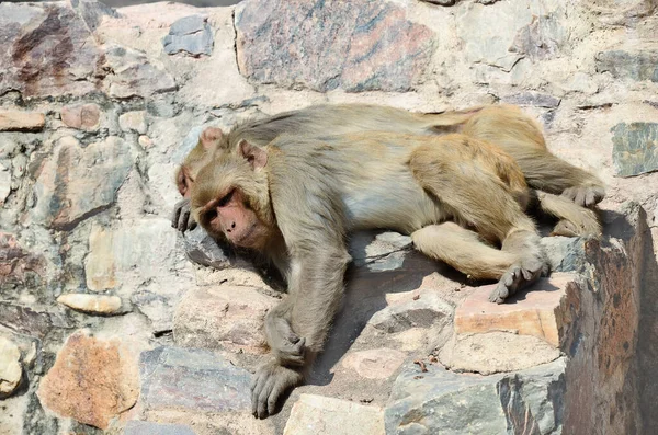 Macaco Dormindo Pacificamente Dia Quente Ensolarado — Fotografia de Stock