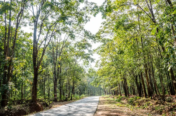 Estrada Que Passa Por Uma Floresta Verde Thirthahalli Índia — Fotografia de Stock