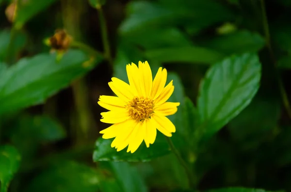 Szingapúr Daisy Más Néven Sphagneticola Trilobata Bay Biscayne Csúszómászó Oxeye — Stock Fotó