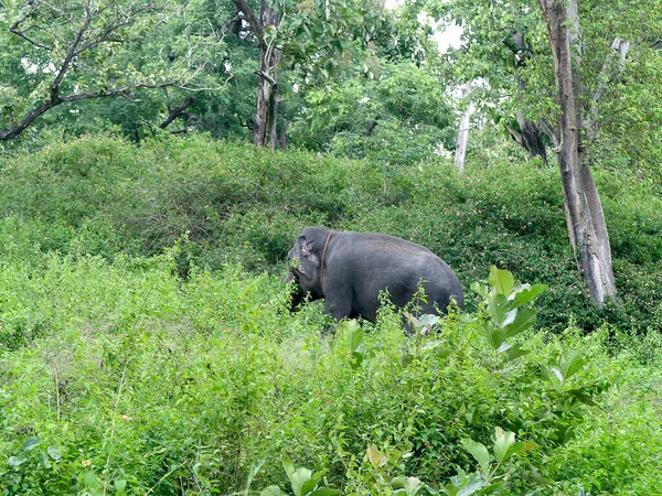 Elephants Bhandipur Reserve Forest India — Stock Photo, Image
