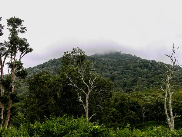 Bhandipur Reservat Wald Karnataka Indien — Stockfoto