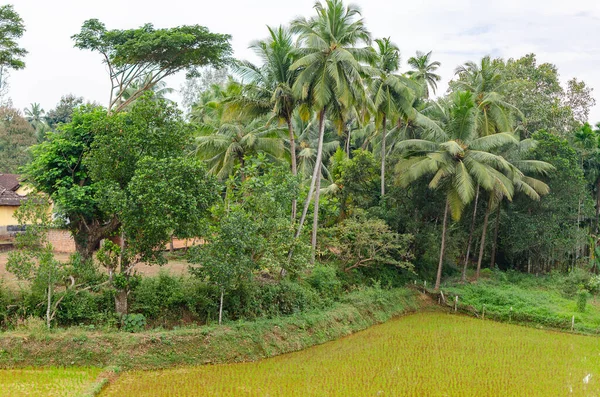 Piękny Krajobraz Wiejskich Indii Wzdłuż Trasy Kolejowej Konkan Goa Mangalore — Zdjęcie stockowe