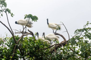 Siyah başlı Ibis ve diğer göçmen kuşlar Mysore, Karnataka, Hindistan 'daki Ranganathittu Kuş Sığınağı' na yuva yaptılar.