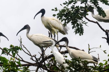 Siyah başlı Ibis ve diğer göçmen kuşlar Mysore, Karnataka, Hindistan 'daki Ranganathittu Kuş Sığınağı' na yuva yaptılar.