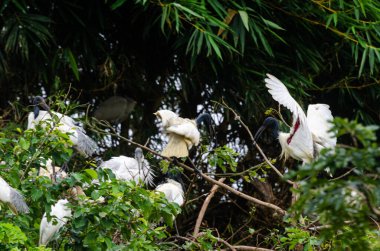Mysore, Karnataka, Hindistan 'da Ranganathittu kuş barınağı manzarası