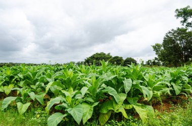 Doraranahalli, Mysore, Hindistan 'daki Tobecco çiftlikleri.