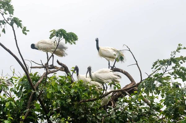 Siyah başlı Ibis ve diğer göçmen kuşlar Mysore, Karnataka, Hindistan 'daki Ranganathittu Kuş Sığınağı' na yuva yaptılar.