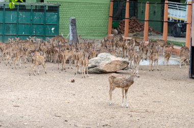 Bir erkek ve dişi eksen sürüsü Hayvanat bahçesinde benekli geyik boynuzları
