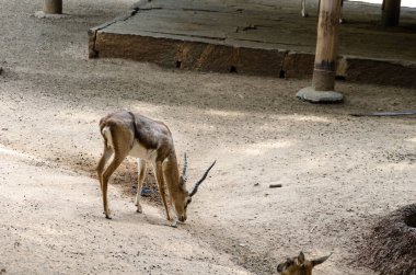 Blackbuck (Antilope cervicapra), Hindistan antilopu olarak da bilinir.