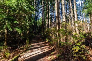 Yoğun bir ormanda, BC, Kanada 'da yüksek çam ağaçları olan bir patika.