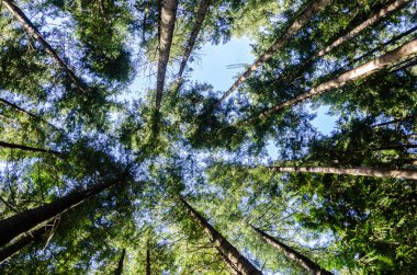 Misyon, BC, Kanada 'da sık bir ormanda uzun çam ağaçları