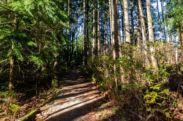 Yoğun bir ormanda, BC, Kanada 'da yüksek çam ağaçları olan bir patika.