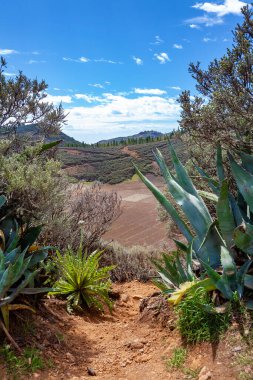 Caldera de Los Marteles Krateri, Gran Kanarya Adası, Kanarya Adaları, İspanya. Avrupa