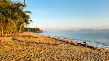 Gün batımında palmiye ağaçları olan Mae Nam Plajı Ko Samui Adası, Surat Thani, Tayland.