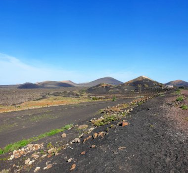 La Geria üzüm bağı volkanik arazide üzüm yetiştiriyor, Lanzarote Adası, Kanarya Adaları, İspanya, Avrupa.