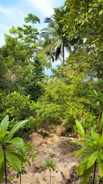 Batı Yakası Varış Noktası 'na, Ko Tao Adası' na, Surat Thani 'ye, Tayland' a ve Güneydoğu Asya 'ya uzanan tropikal ormanlar arasında dolanan toprak izleri. Batı Yakası Varış Noktası 'na, Ko Tao Adası' na, Surat Thani 'ye, Tayland' a, Sou 'ya uzanan tropikal bitki örtüsünden geçen toprak yol.