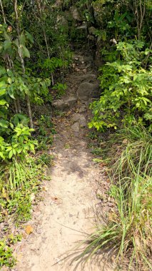 Tropikal ormanlar arasındaki toprak izleri Tanote Tepesi Bakış Alanı, Ko Tao Adası, Surat Thani, Tayland, Güneydoğu Asya.