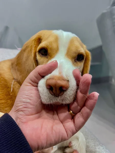Sevimli bir Beagle bir insan eliyle okşanıyor. Görüntü köpeğin sakin ve sevgi dolu ifadesini yansıtıyor. Huzurlu bir ortamda sevgiyi yansıtıyor. Evcil hayvanlarla sahipleri arasındaki özel bağı vurguluyor..