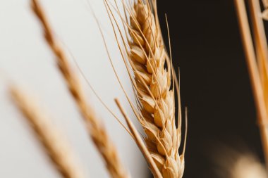 Koyu arka plan yakın çekim kulaklara buğday