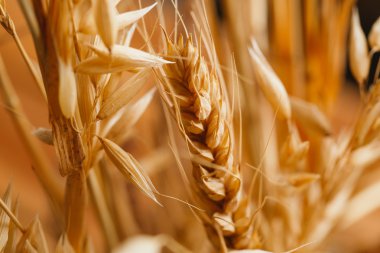 kulakları buğday üzerinde arka plan bulanık yakın çekim