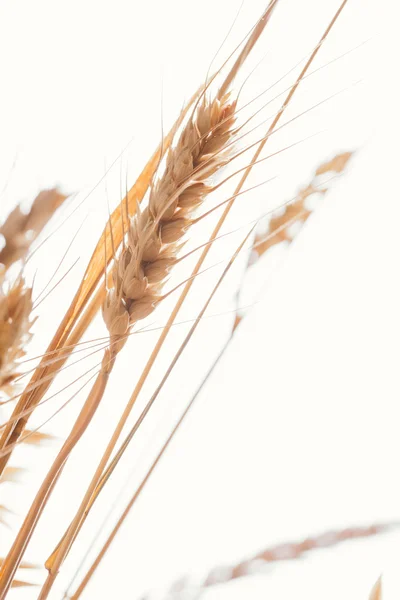 Wheat ears on a light background close-up — Stock Photo, Image