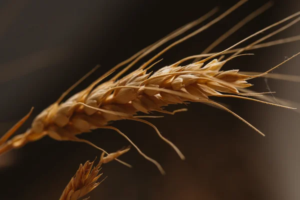 Ears of wheat on a blurred background close-up — Stock Photo, Image