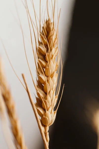 As orelhas de trigo em um fundo escuro close-up — Fotografia de Stock