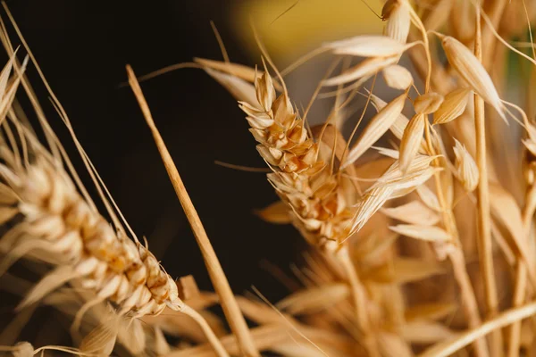 暗い背景のクローズ アップに小麦の穂 — ストック写真