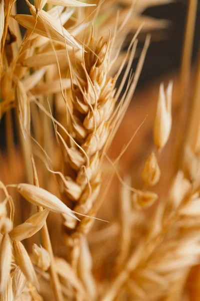 Oren van tarwe op een onscherpe achtergrond close-up — Stockfoto