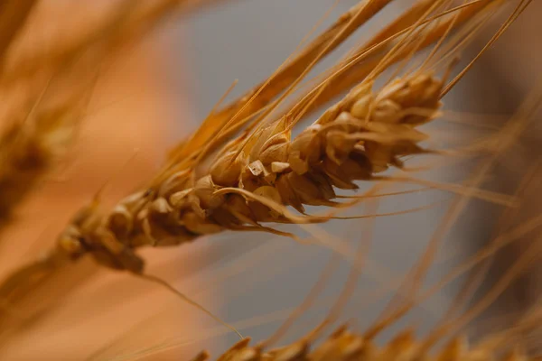 Oren van tarwe op een onscherpe achtergrond close-up — Stockfoto