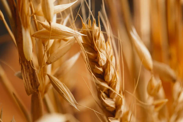 Ears of wheat on a blurred background close-up — Stock Photo, Image